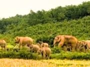 গারো পাহাড়ে আটকা পড়েছে প্রায় ১৫০ বন্যহাতি