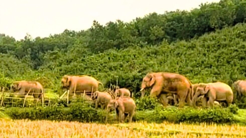 গারো পাহাড়ে আটকা পড়েছে প্রায় ১৫০ বন্যহাতি