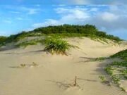 সোনাদিয়ার প্যারাবন বাঁচাতে এবার নামছে নৌবাহিনী