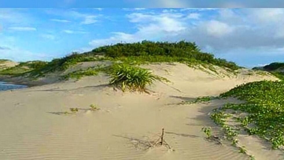 সোনাদিয়ার প্যারাবন বাঁচাতে এবার নামছে নৌবাহিনী